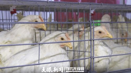 百個(gè)故事曬百物 好山好水育好雞產(chǎn)好蛋