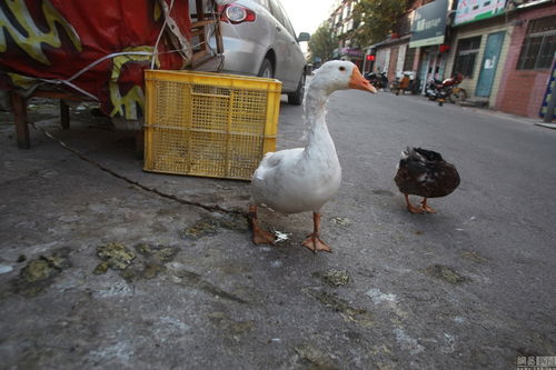 小區(qū)公共車位變養(yǎng)殖場(chǎng)，奇葩占位神器引爭(zhēng)議