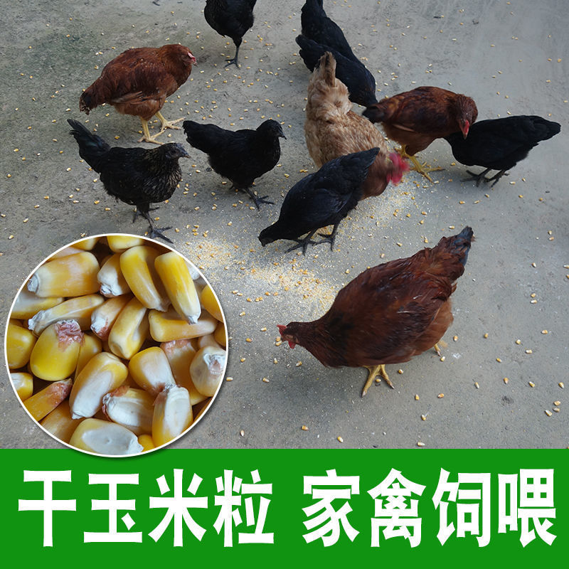 干養(yǎng)雞、釣魚(yú)與生鮮玉米 農(nóng)產(chǎn)品與家畜養(yǎng)殖的完美結(jié)合