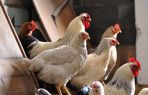 高溫來(lái)襲！最全面的雞場(chǎng)防暑降溫寶典，讓家禽安然度夏