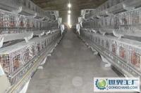 高品質(zhì)全自動(dòng)家禽牲畜喂料機(jī)械 提升養(yǎng)殖效率的未來(lái)選擇