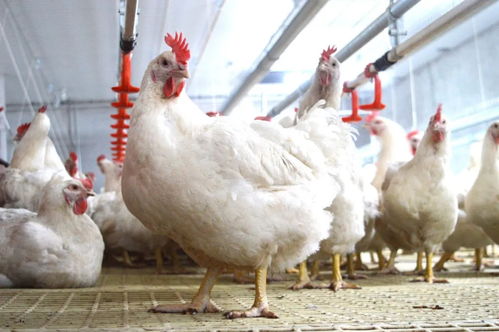 2021第二季度 中國家禽養(yǎng)殖的崎嶇復(fù)蘇之路