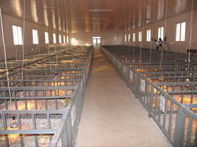 從實驗基地到生態(tài)牧場 探索現(xiàn)代家畜養(yǎng)殖的創(chuàng)新之路