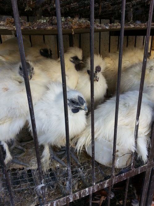 禽流感沖擊下的哈爾濱家禽市場 銷量銳減與行業(yè)陣痛