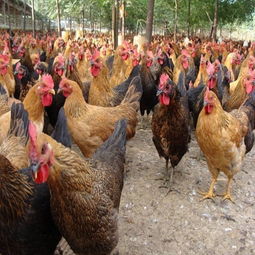 家禽 從遠古馴化到現(xiàn)代餐桌