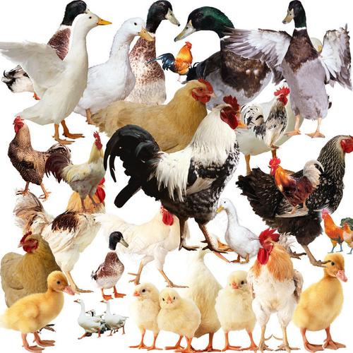 家禽家畜養(yǎng)殖合集 從傳統(tǒng)庭院到現(xiàn)代產(chǎn)業(yè)的致富之路