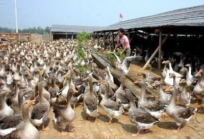 滇陸富民禽業(yè) 以匠心打造高原生態(tài)家畜養(yǎng)殖標(biāo)桿