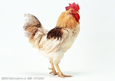 家禽家畜養(yǎng)殖 從公雞到小雞的動(dòng)物圖鑒與養(yǎng)殖要訣