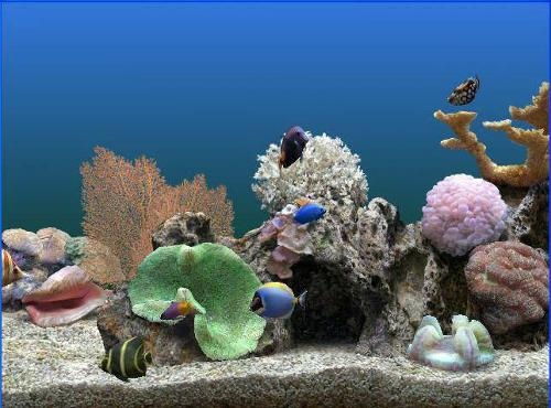 3D熱帶魚水族箱 數字時代的海洋奇觀