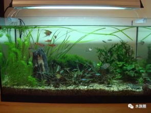 什么是生態(tài)水族箱？——揭秘現(xiàn)代水族藝術(shù)的生態(tài)平衡之道